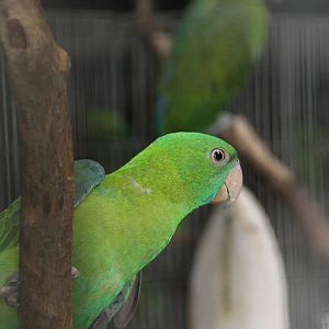 Female Müller's Blue-backed Parrot (Tanygnathus sumatranus)