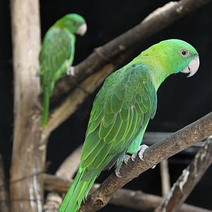 Female Müller's Blue-backed Parrot (Tanygnathus sumatranus)
