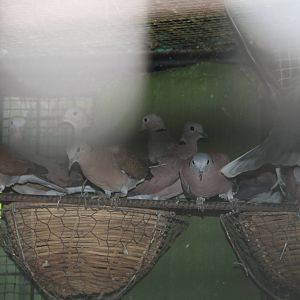 Red Collared Doves (Streptopelia tranquebarica)