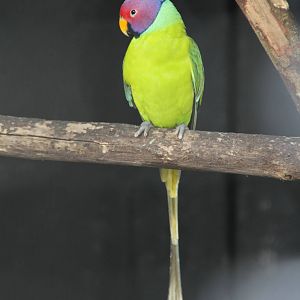 Plum-headed Parakeet (Psittacula cyanocephala)