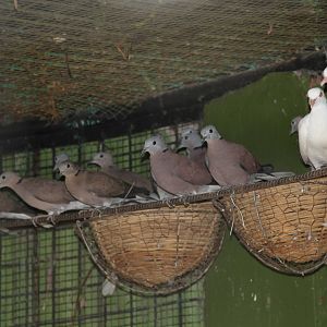 Red Collared Doves (Streptopelia tranquebarica) and albino Eurasian Collare