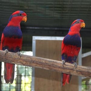 Red-and-blue Lory (Eos histrio)