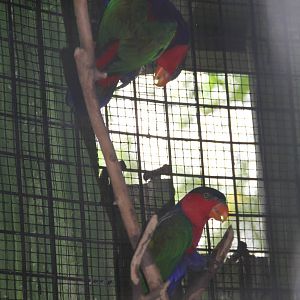 Black-capped Lory (Lorius lory)