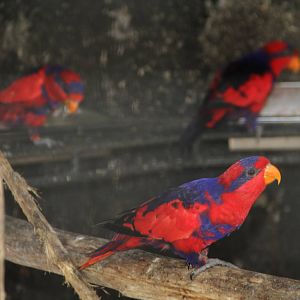 Red-and-blue Lory (Eos histrio)