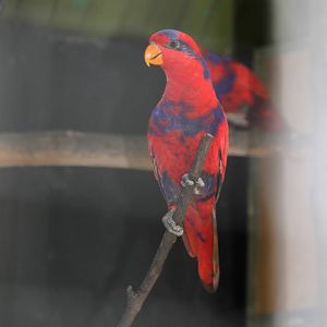 Red-and-blue Lory (Eos histrio)