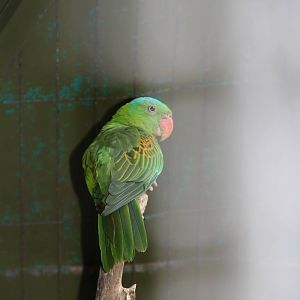 Blue-naped Parrot (Tanygnathus lucionensis)