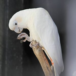 Red-vented Cockatoo (Cacatua haematuropygia)