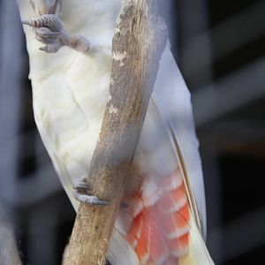Red-vented Cockatoo (Cacatua haematuropygia)