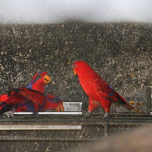 Red-and-blue Lory (Eos histrio) and Red Lory (Eos bornea)