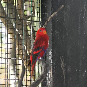 Red Lory (Eos bornea)