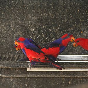 Red-and-blue Lory (Eos histrio) and Red Lory (Eos bornea)