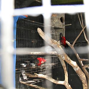 Forming a new Pesquet's Parrot's (Psittrichas fulgidus) breeding couple