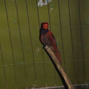 Violet-necked Lory (Eos squamata)