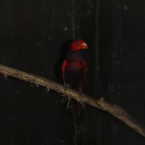 Violet-necked Lory (Eos squamata)