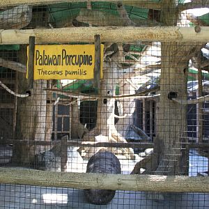 Phillipine short-tailed porcupine's, aka Palawan Porcupine, (Thecurus pumil