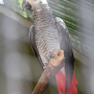 African Grey Parrot (Psittacus erithacus)
