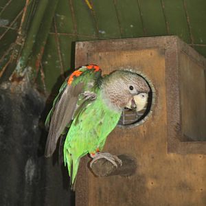 Cape Parrot (Poicephalus robustus)