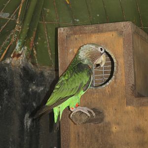 Cape Parrot (Poicephalus robustus)