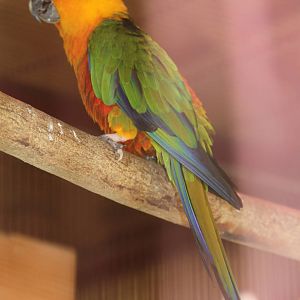 Jenday Conure (Aratinga jandaya)