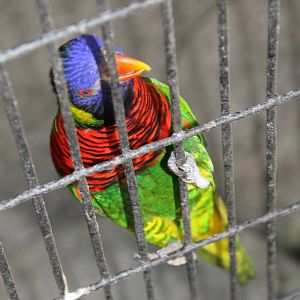 Rainbow Lorikeet (Trichoglossus haematodus)