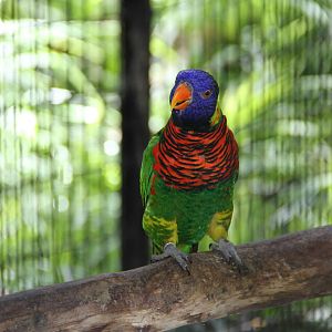 Rainbow Lorikeet (Trichoglossus haematodus)