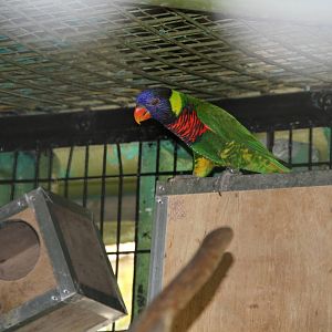 Rainbow Lorikeet (Trichoglossus haematodus)