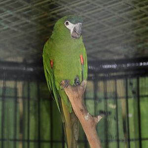 Hahn's Macaw (Ara nobilis)