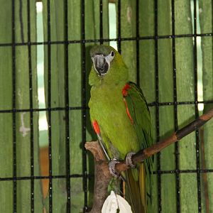 Hahn's Macaw (Ara nobilis)