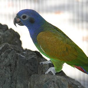 Blue-headed Pionus (Pionus menstruus)