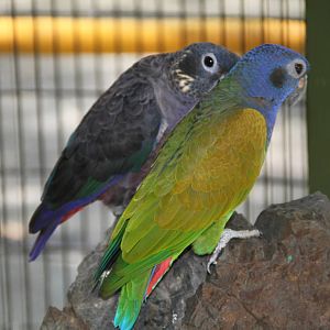 Blue-headed Pionus (Pionus menstruus)