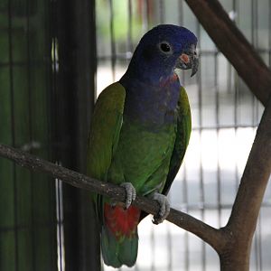 Blue-headed Pionus (Pionus menstruus)