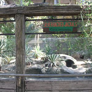Silver-backed Jackal's (Canis mesomelas) exhibit