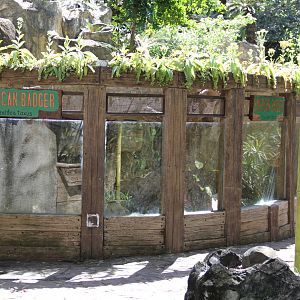 American Badger's (Taxidea taxus) exhibit