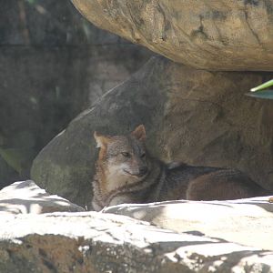 Silver-backed Jackal (Canis mesomelas)
