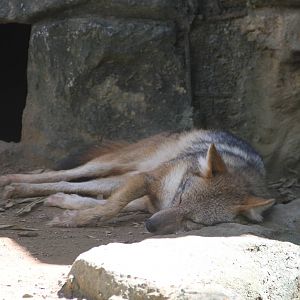 Silver-backed Jackal (Canis mesomelas)