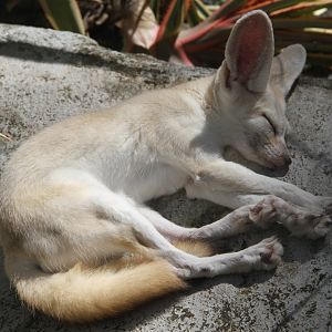 Fennec (Vulpes zerda)