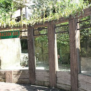 Raccoon Dog's (Nyctereutes procyonoides) exhibit
