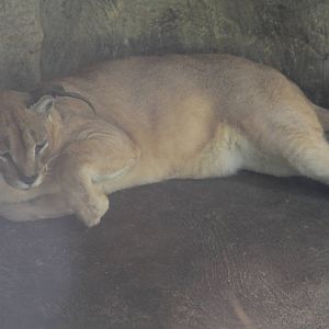 A fat Caracal (Caracal caracal)