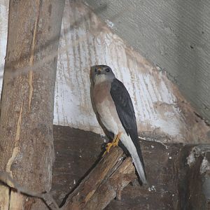 Chinese Goshawk (Accipiter soloensis)