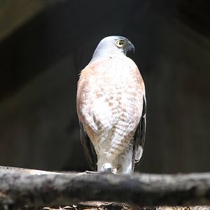 Japanese Sparrowhawk (Accipiter gularis)