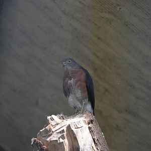 Japanese Sparrowhawk (Accipiter gularis)