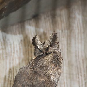 Philippine Scops Owl (Otus megalotis)