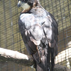 Rufous-bellied Hawk-Eagle (Lophotriorchis kienerii)