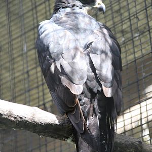 Rufous-bellied Hawk-Eagle (Lophotriorchis kienerii)