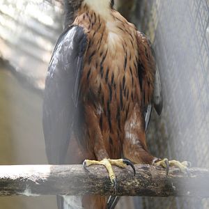 Rufous-bellied Hawk-Eagle (Lophotriorchis kienerii)