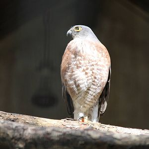 Japanese Sparrowhawk (Accipiter gularis)