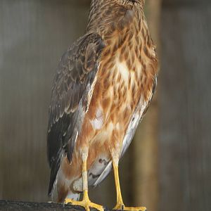Pied Harrier (Circus melanoleucos)