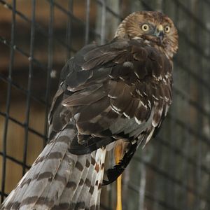 Pied Harrier (Circus melanoleucos)