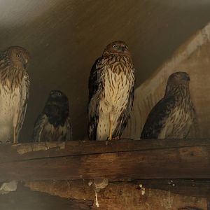 Pied Harrier (Circus melanoleucos)