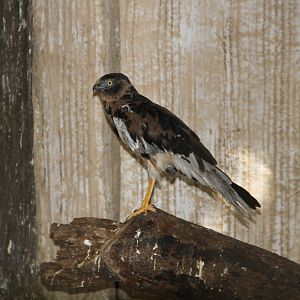 Pied Harrier (Circus melanoleucos)